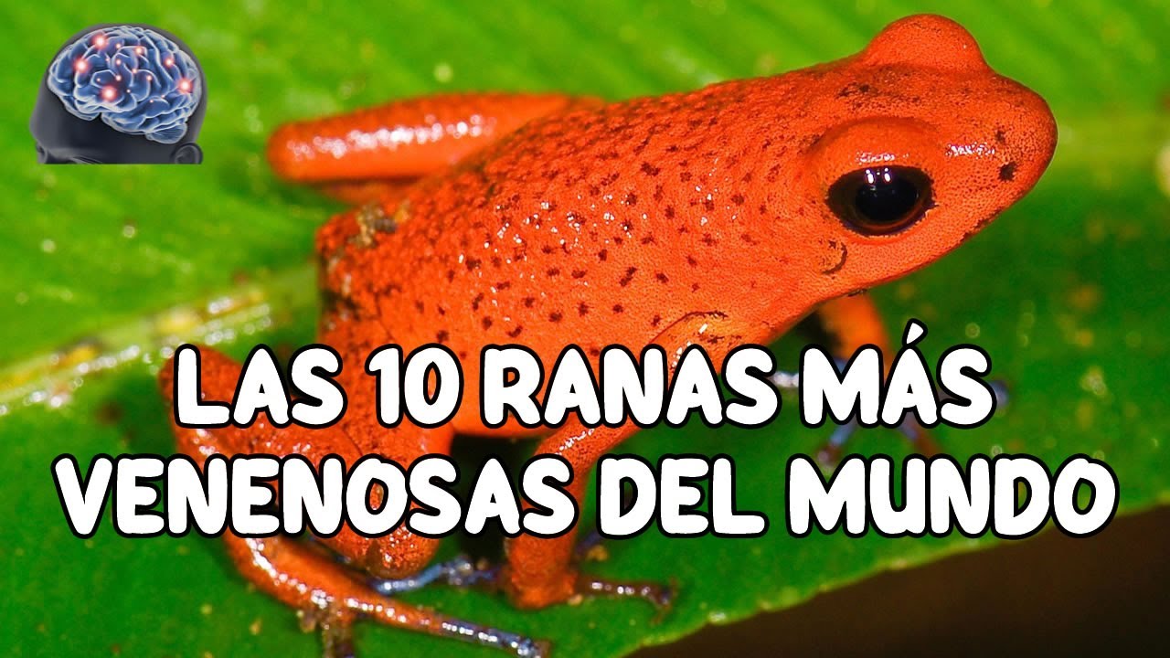 LAS 10 RANAS MÁS VENENOSAS DEL MUNDO