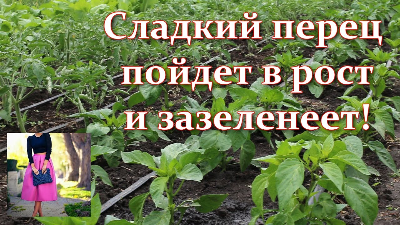 Перец не растет в высоту что делать. Подкормка перца в июне. Что сделать чтобы перец пошел в рост
