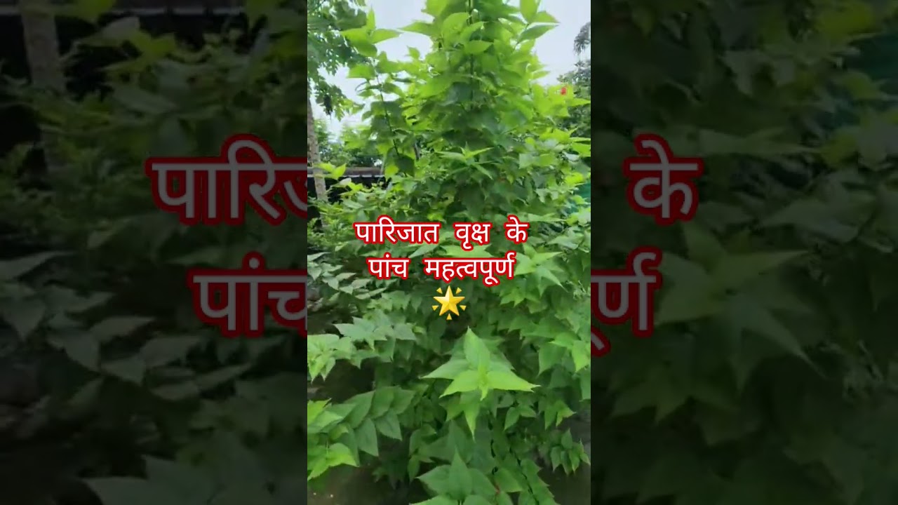 पारिजात का पांच महत्व#✨️🏝🙏🙏🎆