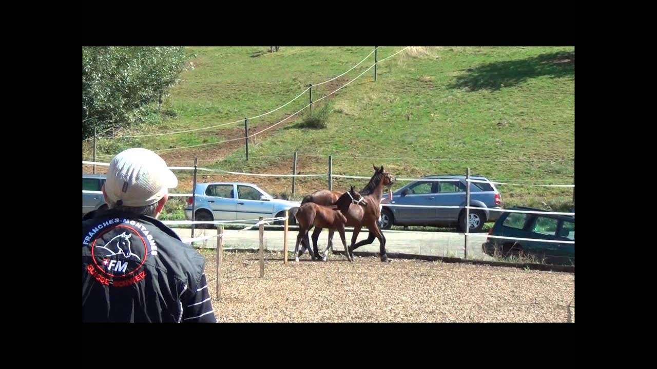 Naima v. F&uuml;rberg, Fohlenschau 2015