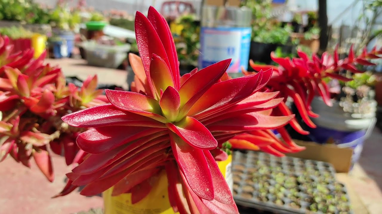 CRASSULA CAPITELLA CAMPFIRE