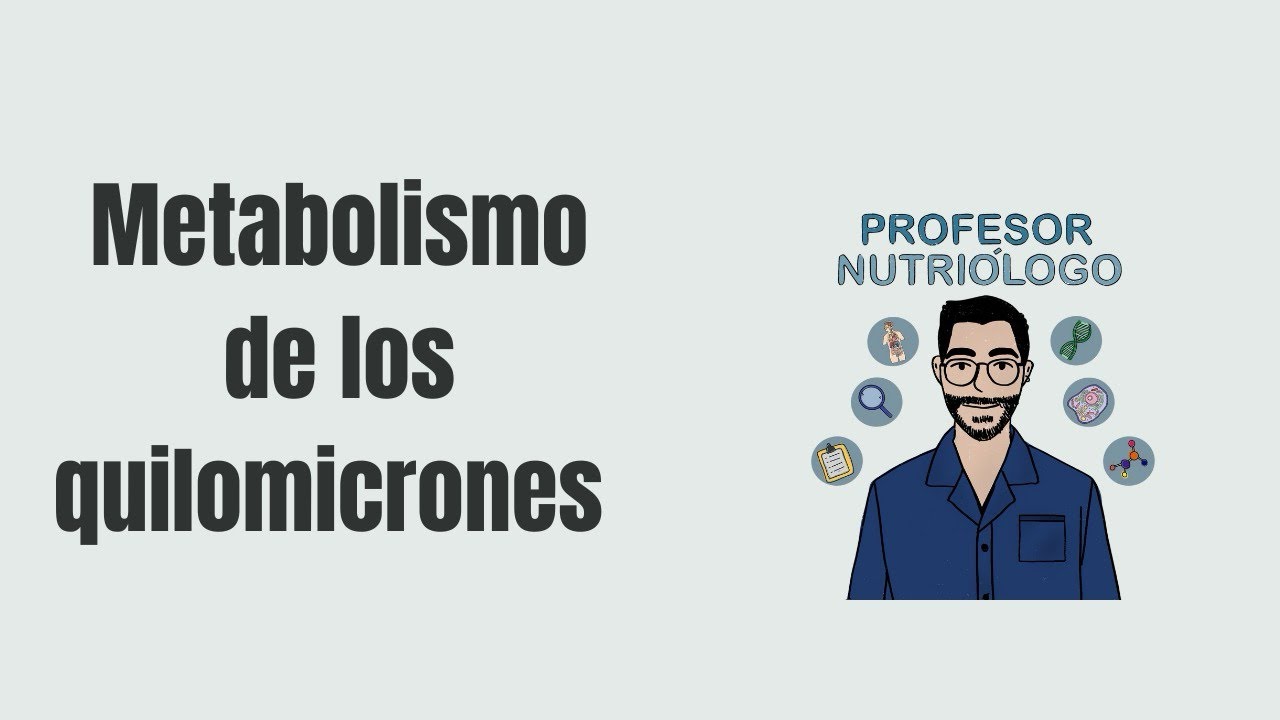 Metabolismo de los Quilomicrones: Descripci&oacute;n General.