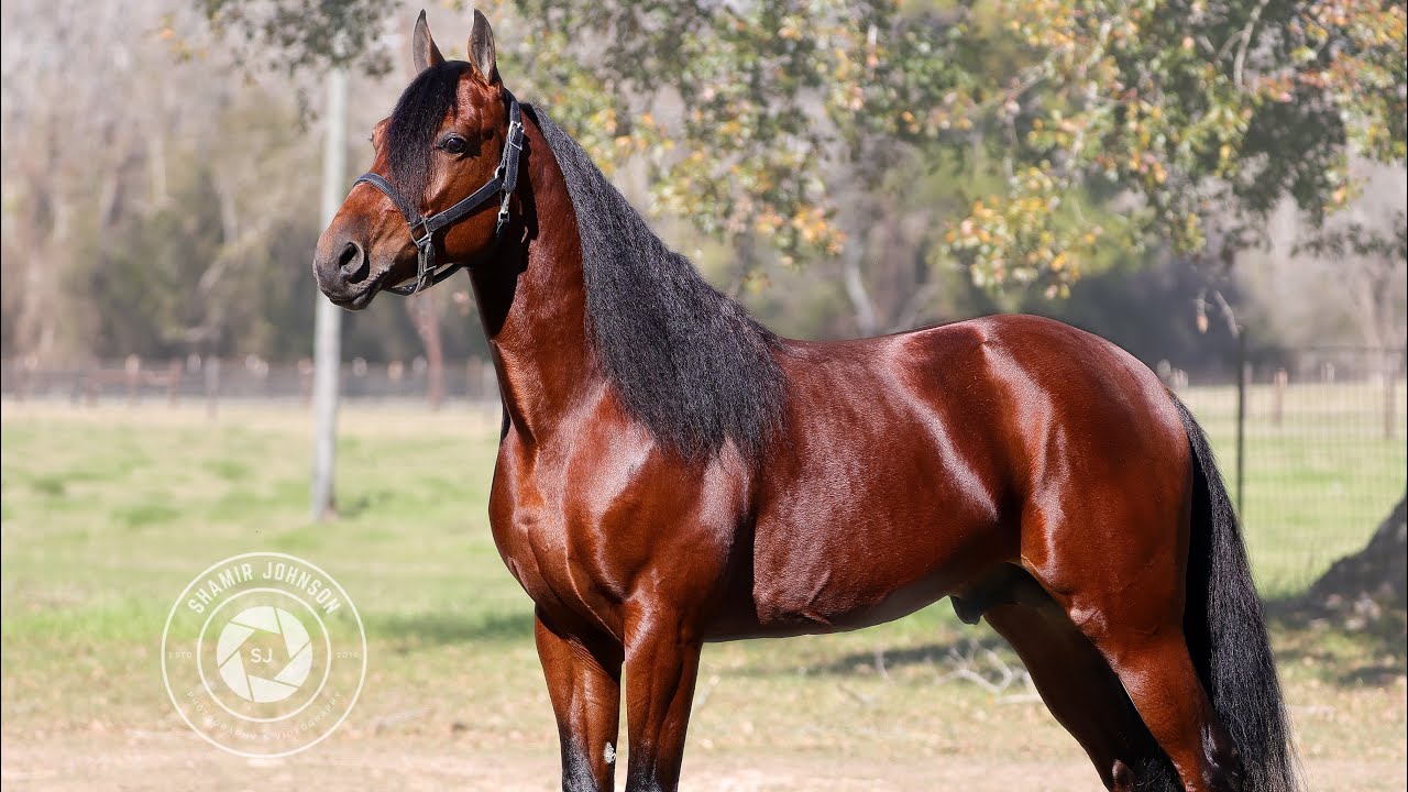 Chris and gumbeaux single footing stallion