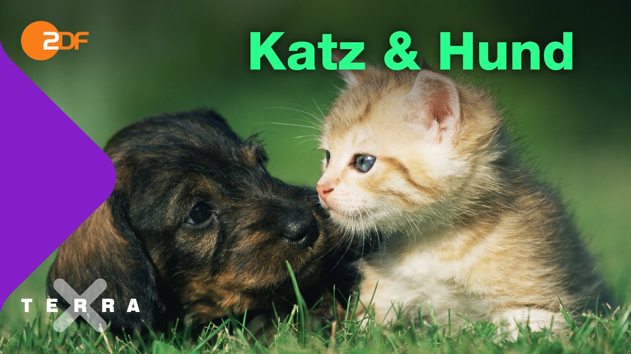 Warum Hunde und Katzen wahre Akrobaten sind | Terra X plus