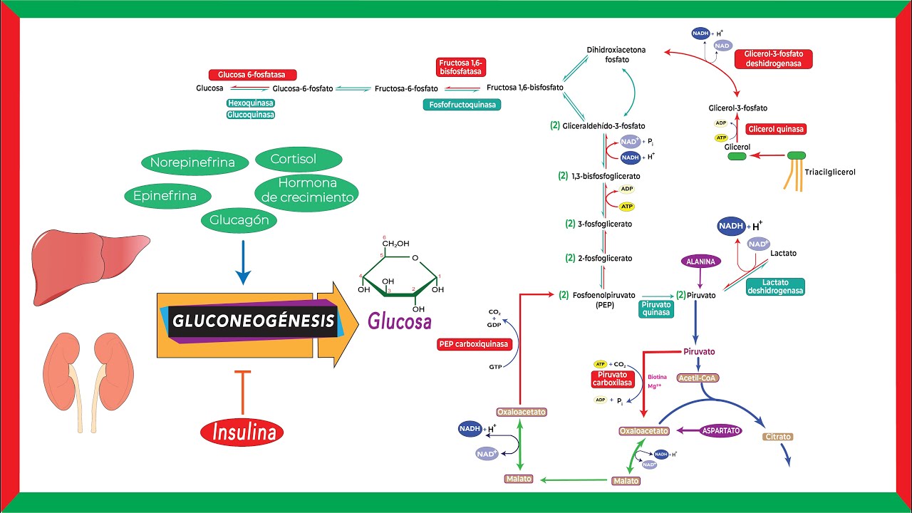 Regulaci&oacute;n de la gluconeog&eacute;nesis [Hormonal y alost&eacute;rica]
