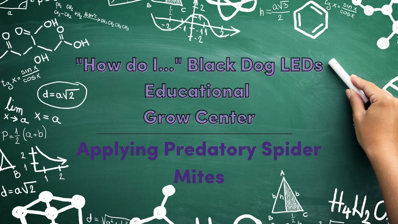 Applying Predatory Spider Mites