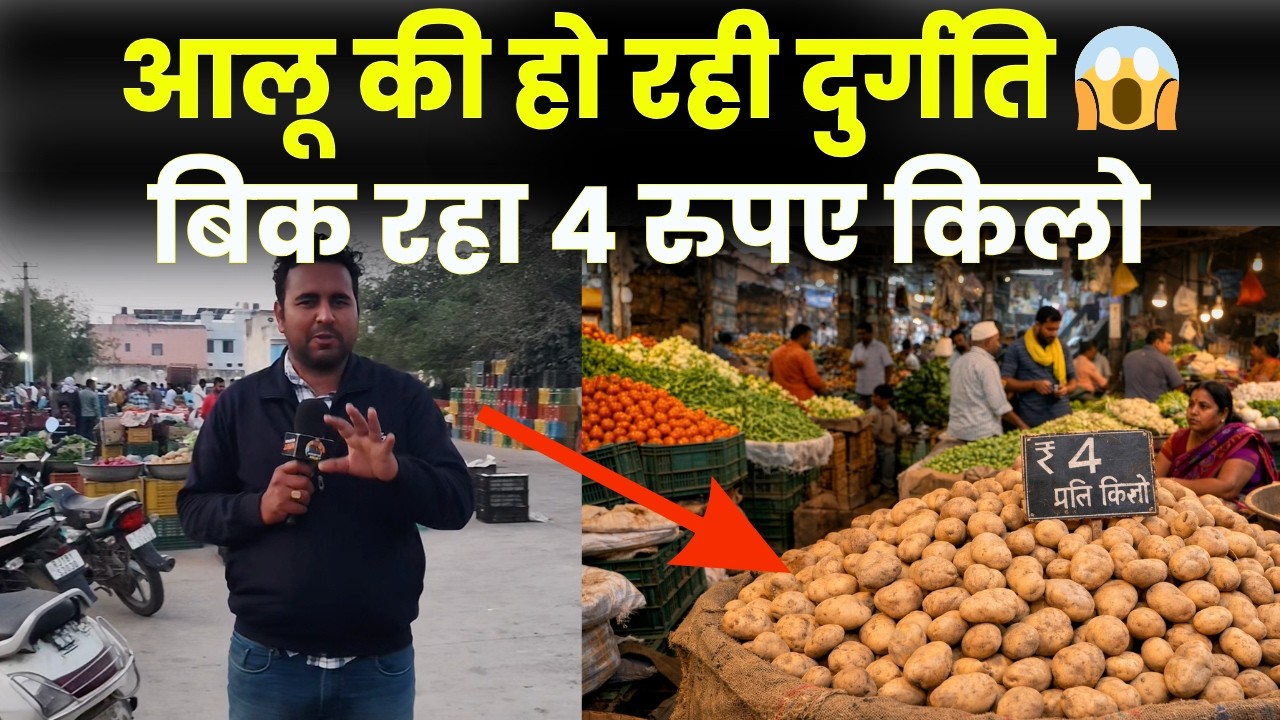 Jhunjhunu में आलू के दाम गिरे! मंडी में सिर्फ 4 रुपए किलो बिक रहा आलू 😱