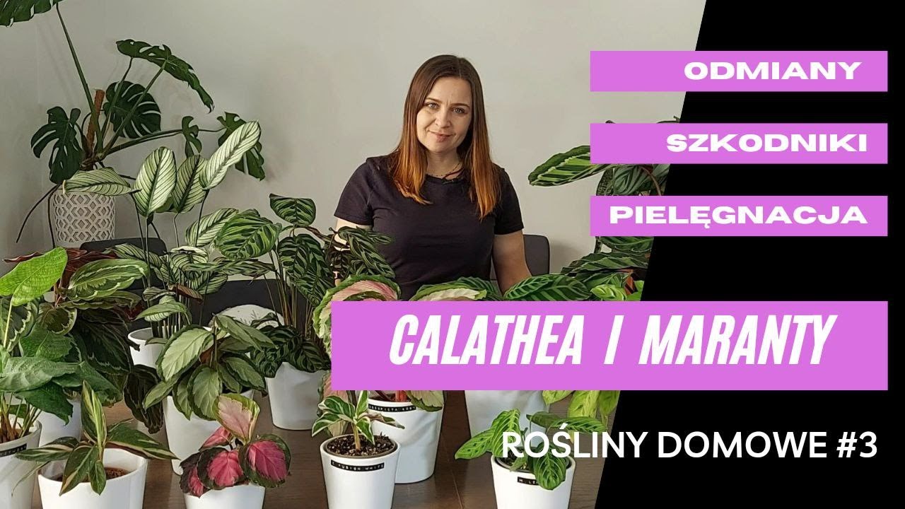 Co musisz wiedzieć nim kupisz te rośliny CALATHEA, MARANTA‼Odmiany,pielęgnacja, szkodniki.