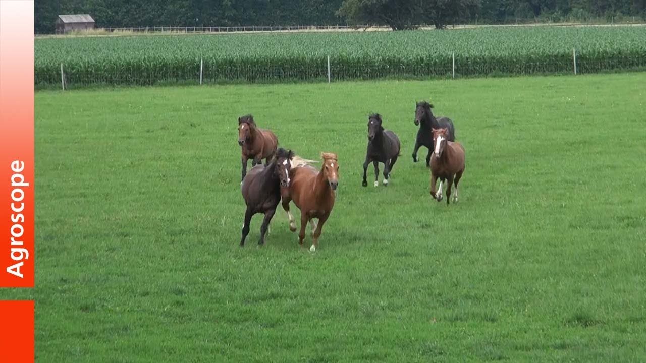 Garde d’étalons en groupe au pâturage - Gruppenhaltung von Hengsten auf der Weide