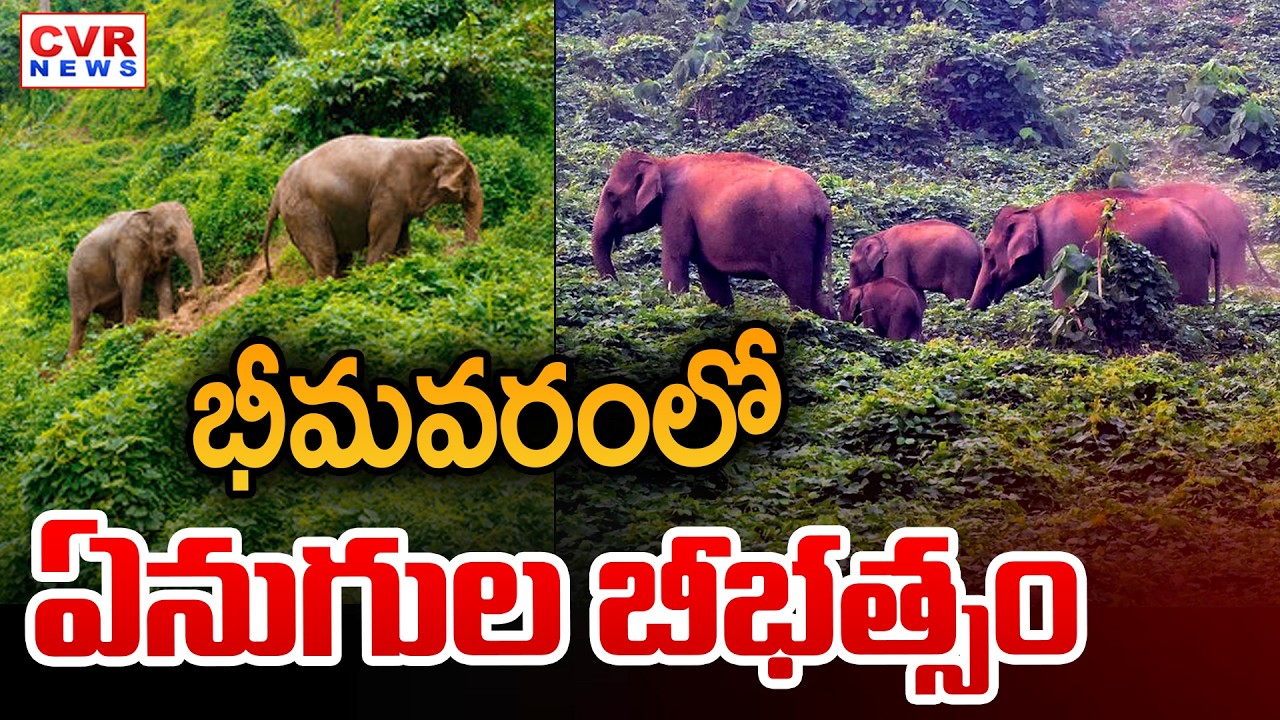 పంట పొలాల్లో ఏనుగుల హల్ చల్ || Elephants Hulchul In Bhimavaram || CVR News