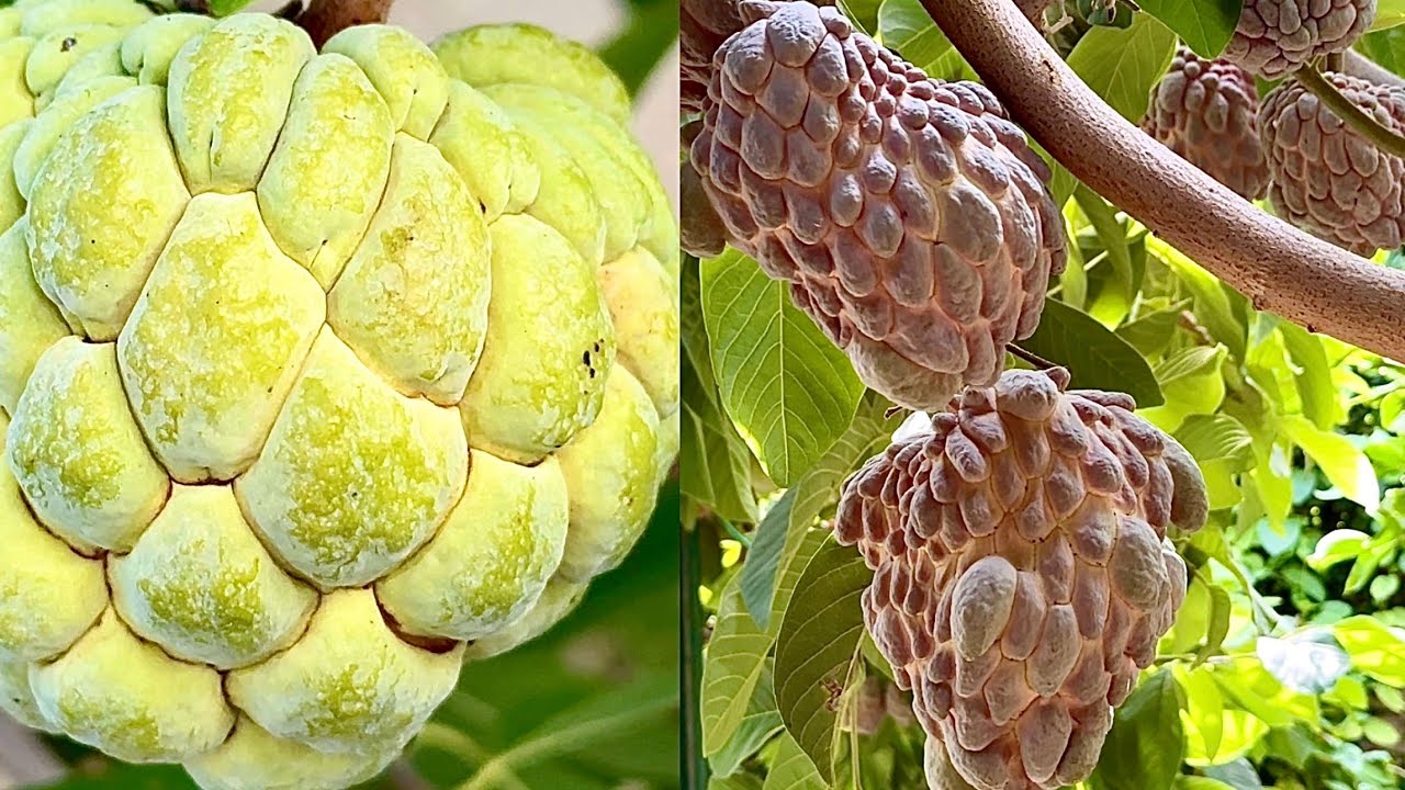 Harvesting Lisa Atemoya, Longan, Sugar Apple. Thu Hoạch mãng cầu Lisa, nhãn Kohala, Na Dai Việt Nam.