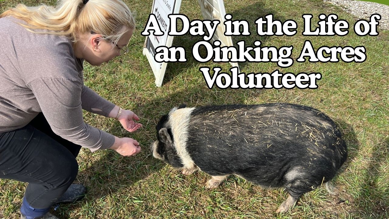 A Day in the Life of a Volunteer at Oinking Acres Farm Rescue & Sanctuary