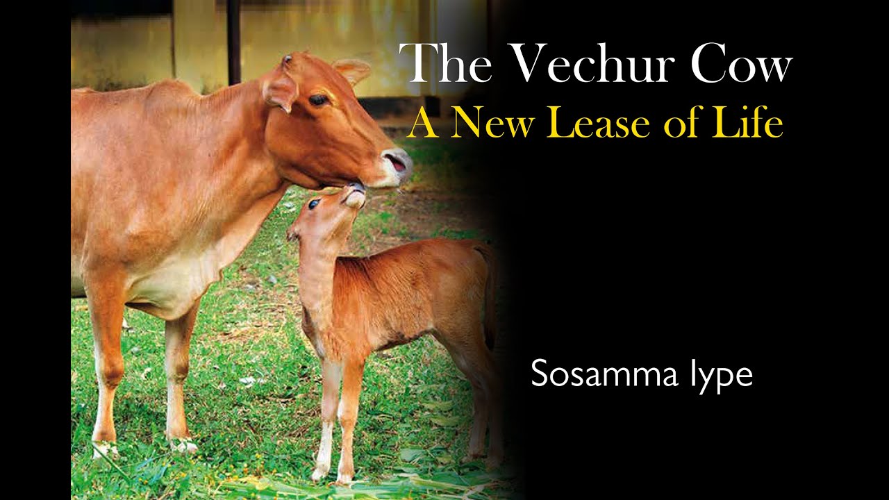 THE VECHUR COW | Book Release by Shashi Tharoor | Live Streaming