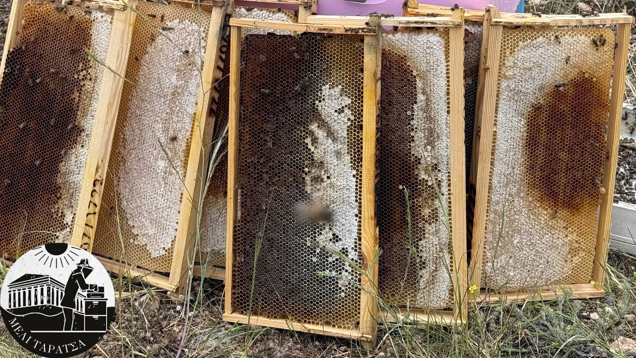 ΤΡΥΓΟΣ ΣΤΗΝ ΑΣΦΑΚΑ 2025