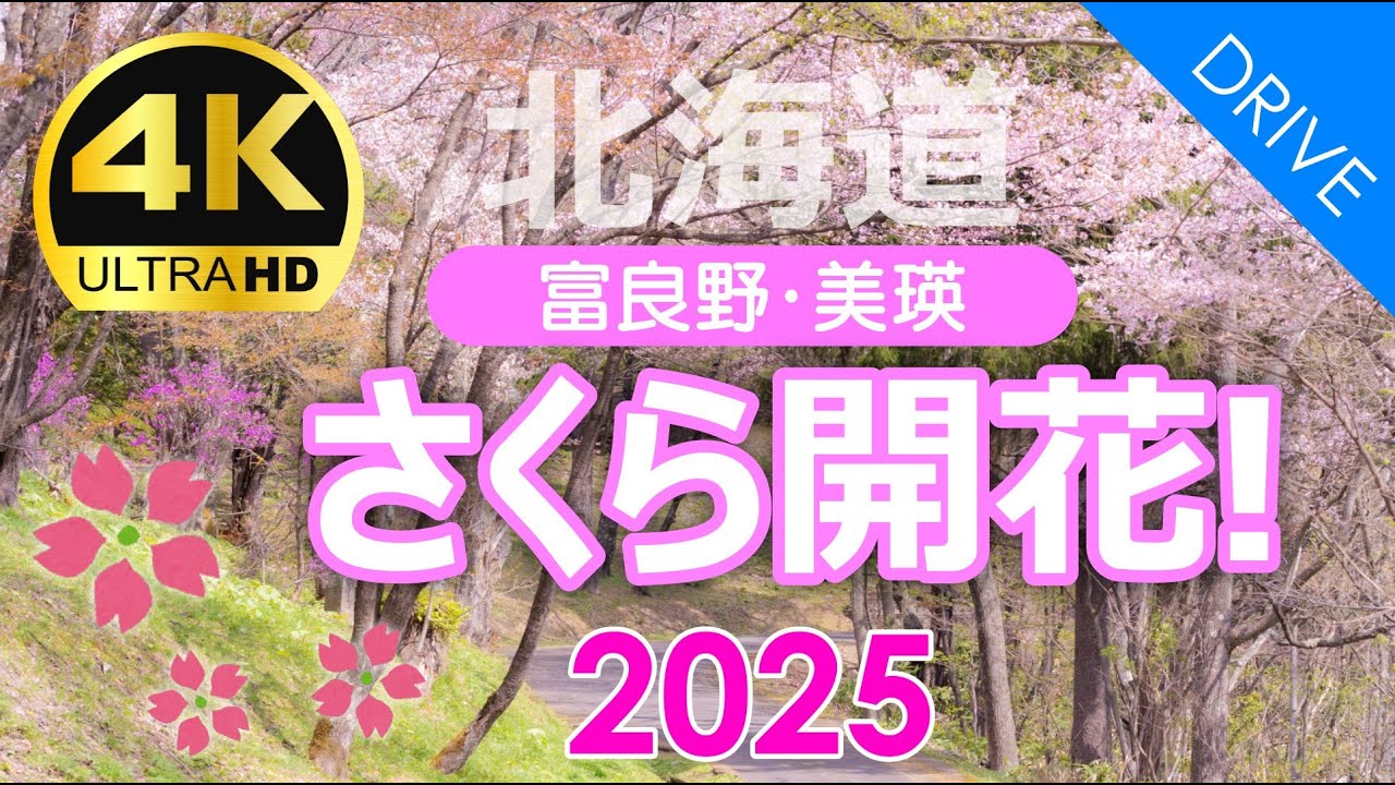 【北海道】さくら開花情報！富良野・美瑛に春がやってきました｜2025年5月8日版