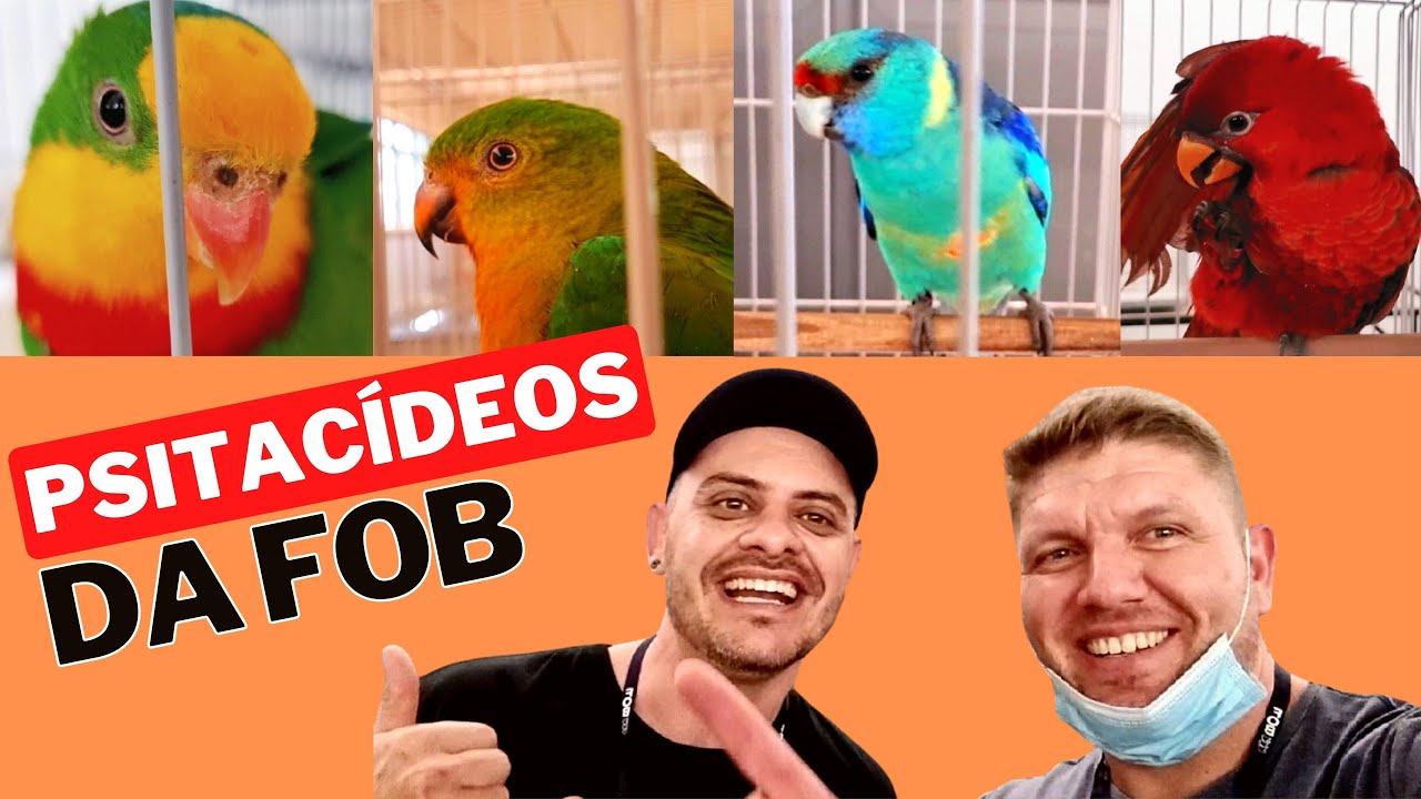 Os mais belos Psitacídeos que fizeram presença na FOB