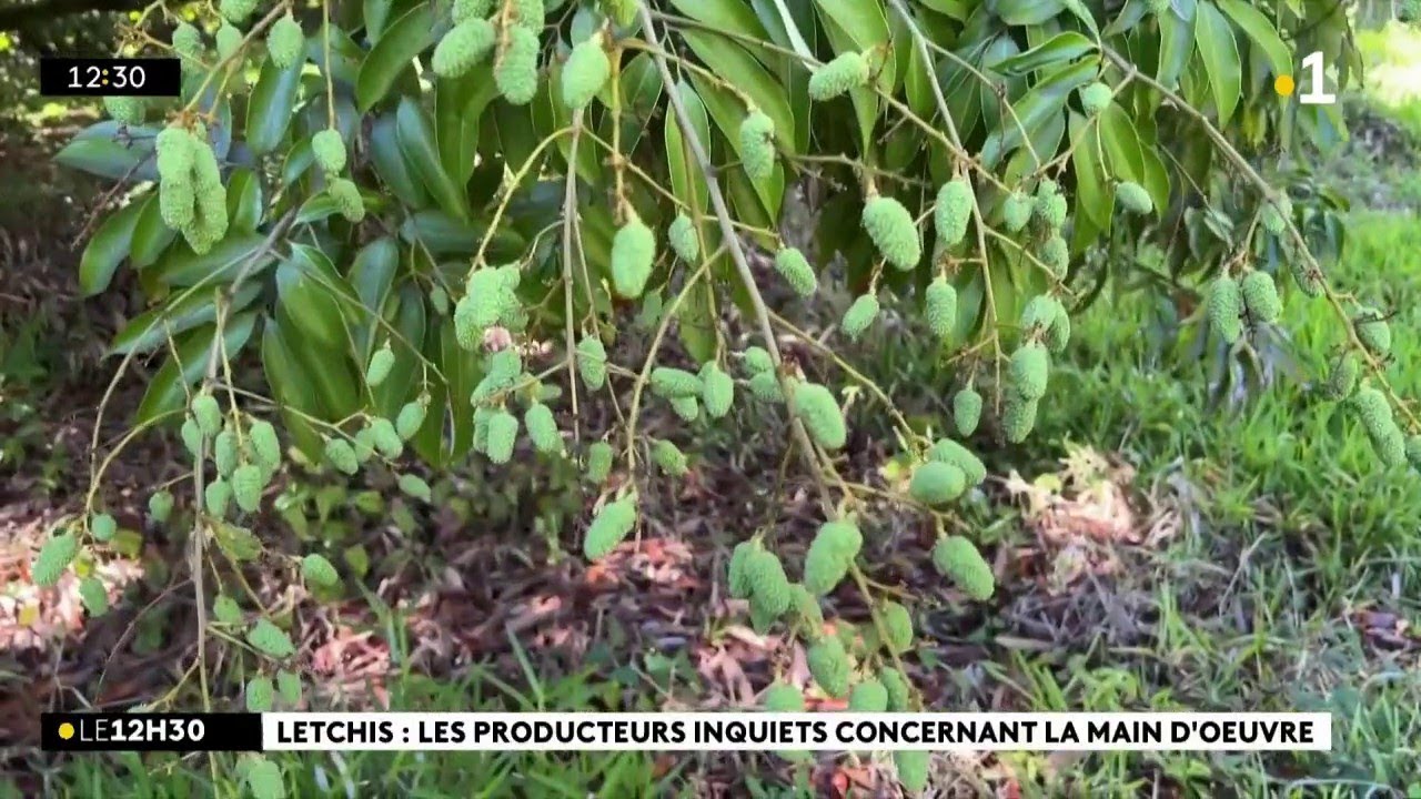La saison des letchis s’annonce excellente, mais la main d’œuvre manque pour la cueillette.