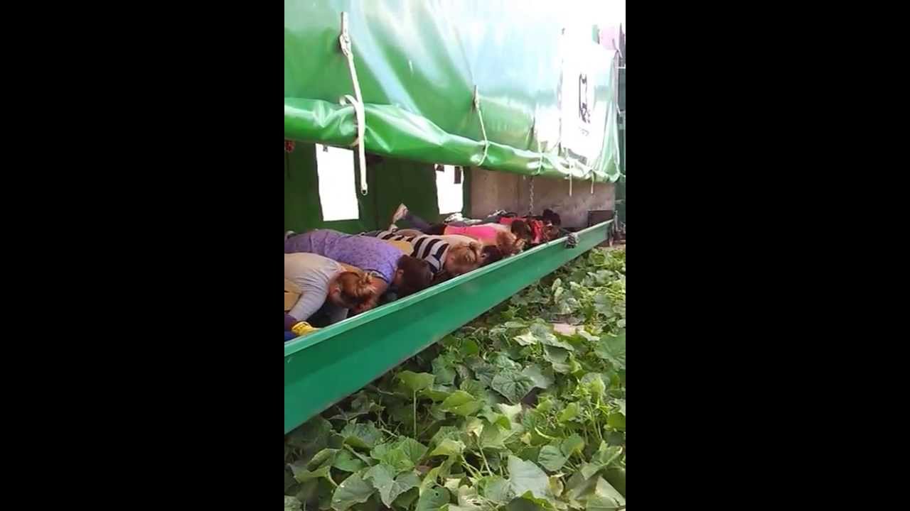 Traktor i samolot, kombajn do ogórków / Ebene für Gurken / plane for cucumbers