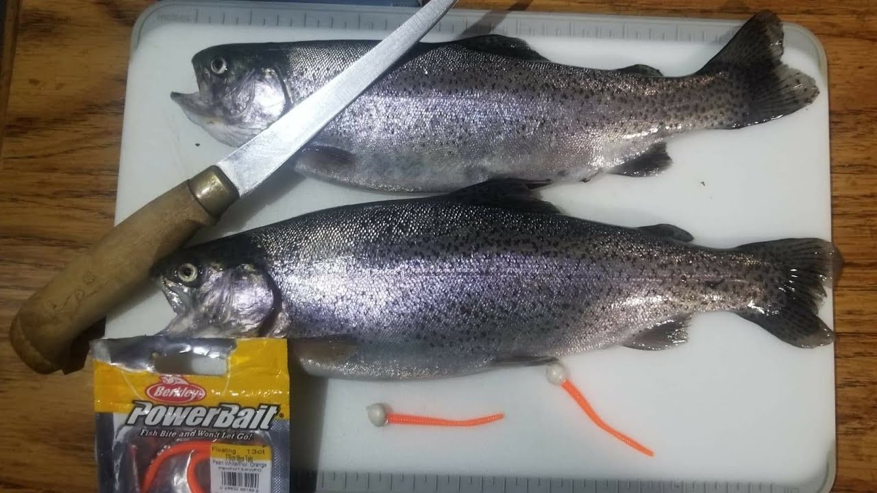 Rainbow trout on (Mice Tails) catch & clean