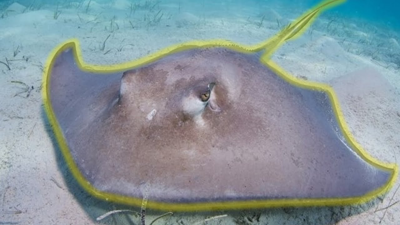 Raja. Stingray. Płaszczka. Drapieżnik z głębin. Wędkarstwo morskie. Norwegia.