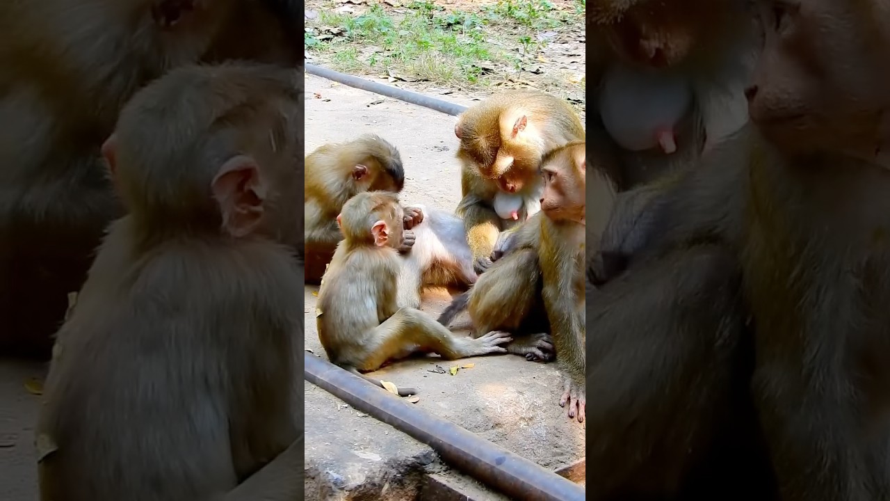 Baby monkey family 