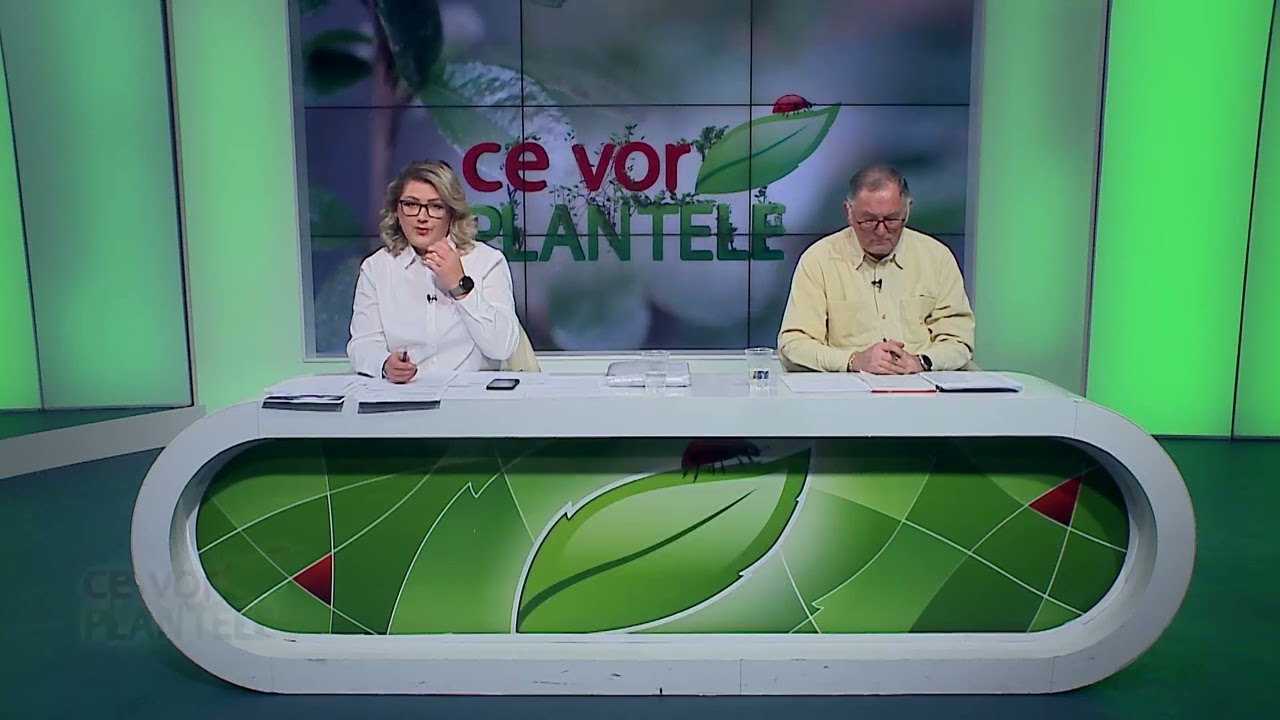 Cum tratam monilioza la samburoase