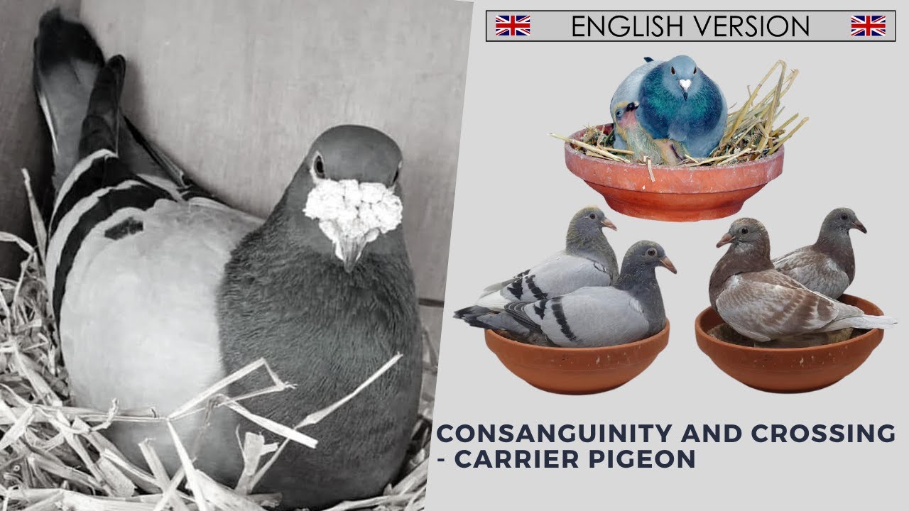 Кровное родство и скрещивание - почтовый голубь - 🇬🇧 АНГЛИЙСКАЯ ВЕРСИЯ 🇺🇸