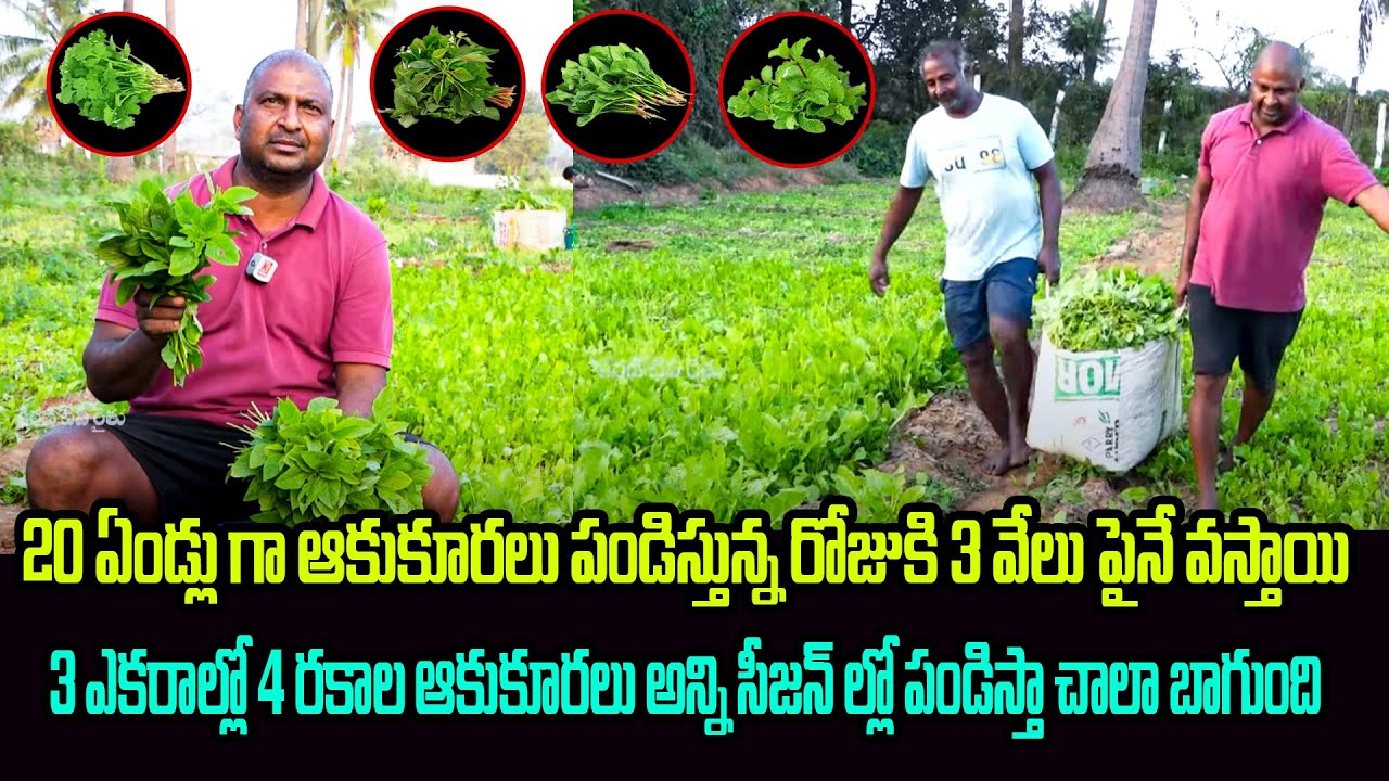 20 ఏండ్లు గా ఆకుకూరలు పండిస్తున్న రోజుకి 3 వేలు పైనే వస్తాయి| Leaf Vegetables Cultivation | kiran tv
