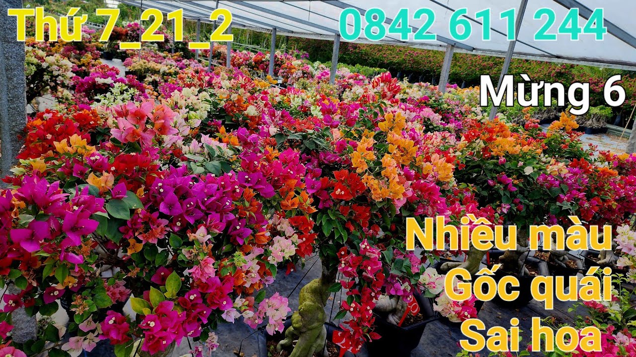 Ngày 22_2_2026 hoa giấy nhiều màu gốc quái sai hoa ☎️ 0842 611 244. CTMT 