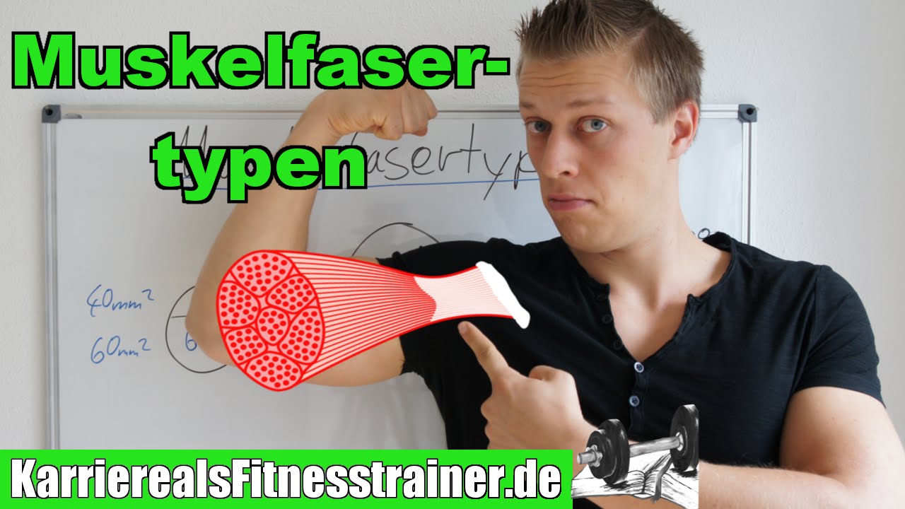 Die drei Muskelfasertypen! Unterschiede für Fitnesstrainer erklärt und Umwandlung möglich?