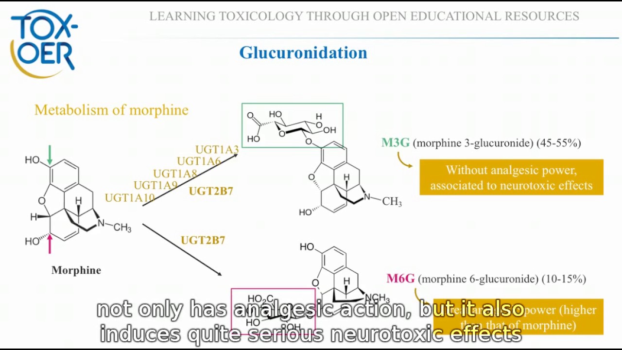13 Phase II reactions UDP glucuronosyltransferases example of morphine and NSAIDs