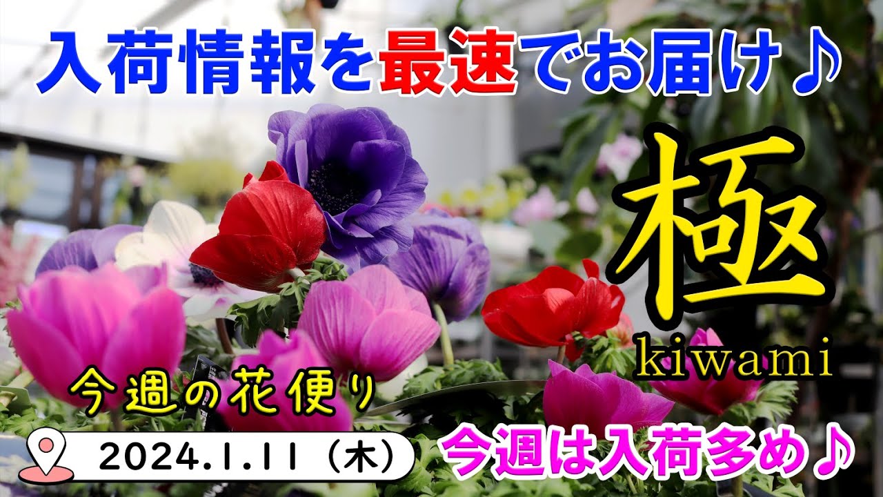 今週の花便り #67【2024.1.11】春に向けた苗物も多数入荷♪ アネモネ・ラナンキュラス・キンギョソウなど【入荷情報を最速でお届け!!】