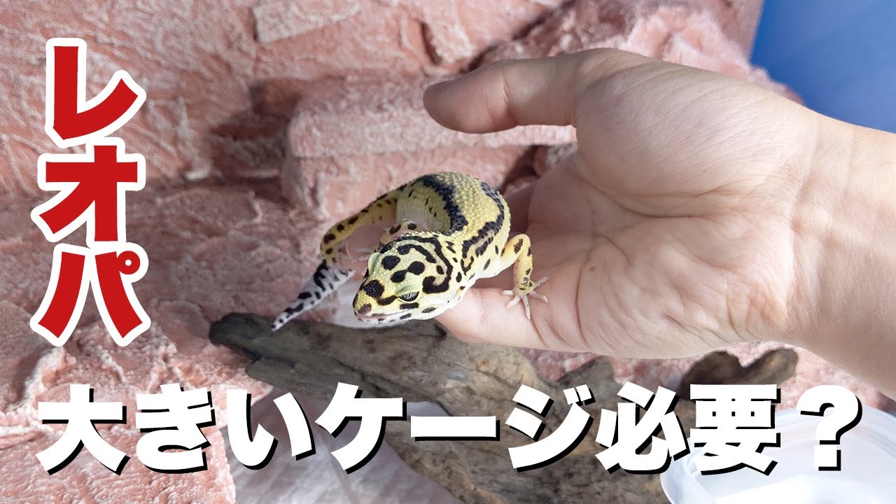 レオパに広いケージは必要？メリットとデメリットを解説します
