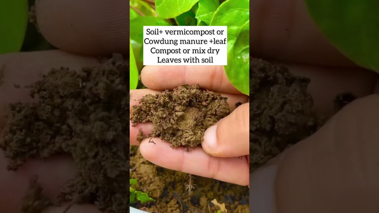 7 Tips to make Paan or Betel Leaf plant healthy #shorts #garden