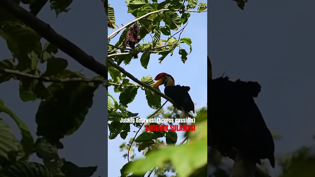 #rangkong #burung #birds #burungmania #burunglangka #birdwatching #birdphotography #birds #nature