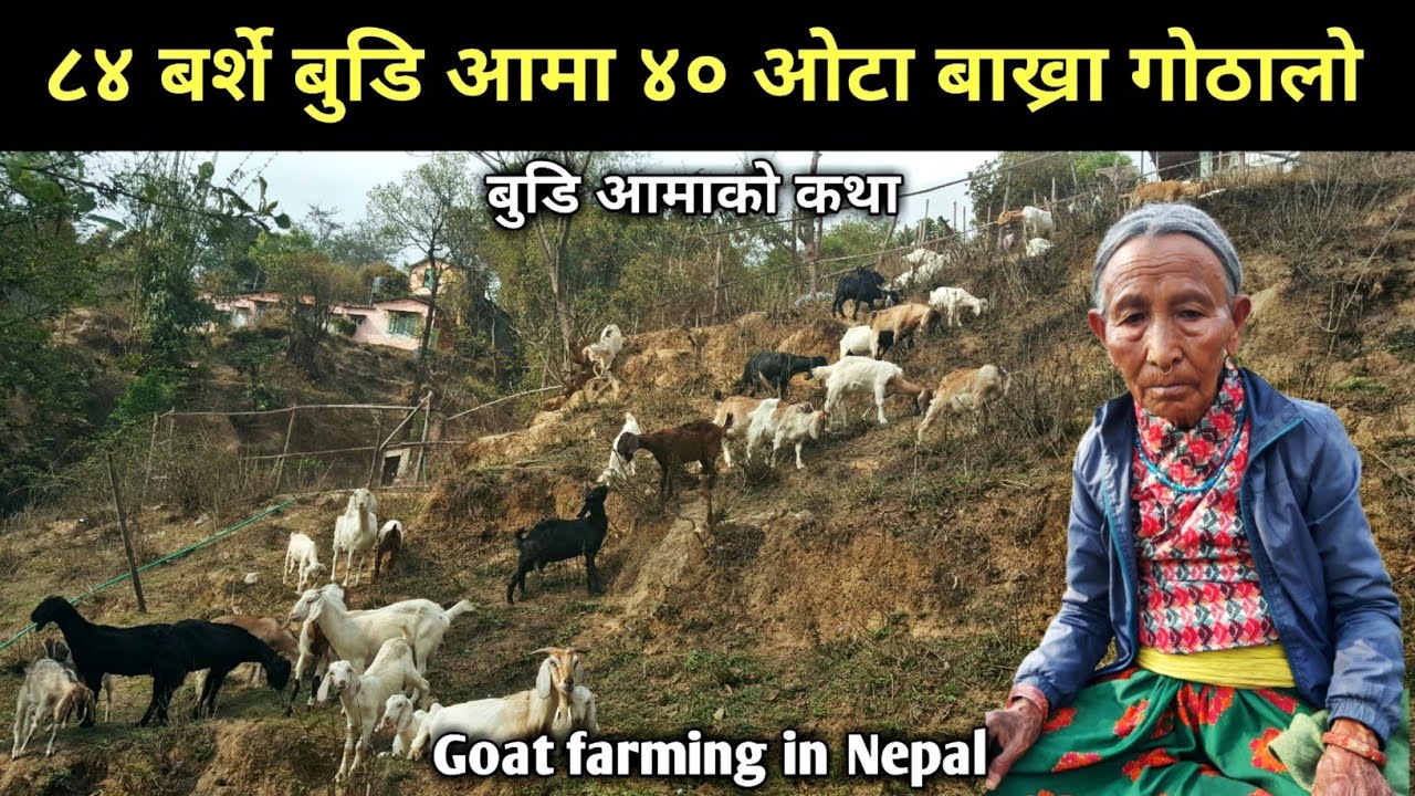 ८४ बर्शे बुडी आमा ४० ओटा बाख्रा गोठालो,भन्नुहुन्छ राम्रोसँग पाले फाइदा हुन्छ - Bakhra palne tarika