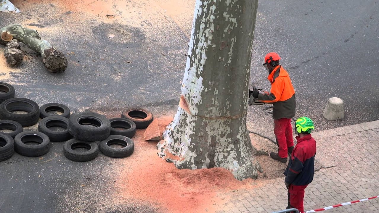 Abattage du dernier platane de la place Carrée