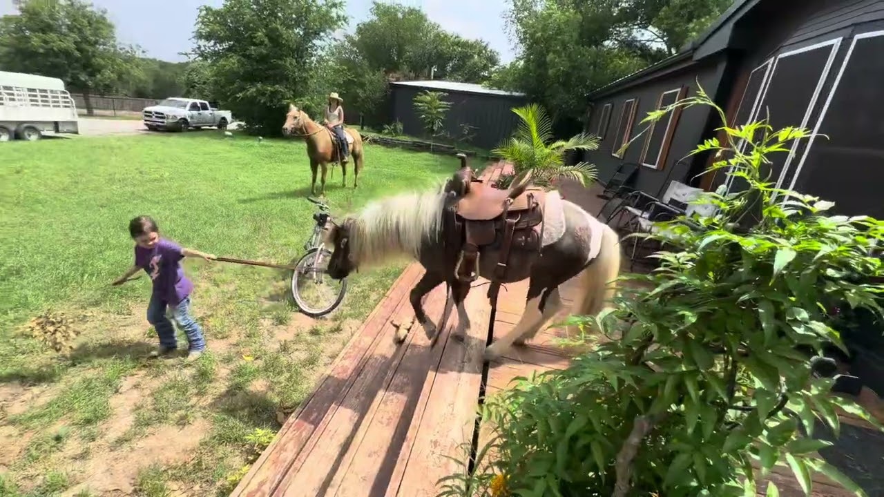 Sawyer taking Raisin in and out of house
