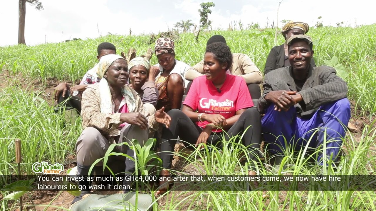 Tiger Nuts Farming, The Kwahu Gold | Highly Demanding + Endless Profits | Watch Before You Start
