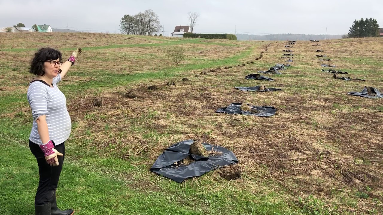 Pr&eacute;paration de la plantation du brise-vent au nord - Lundi 20 mai 2019