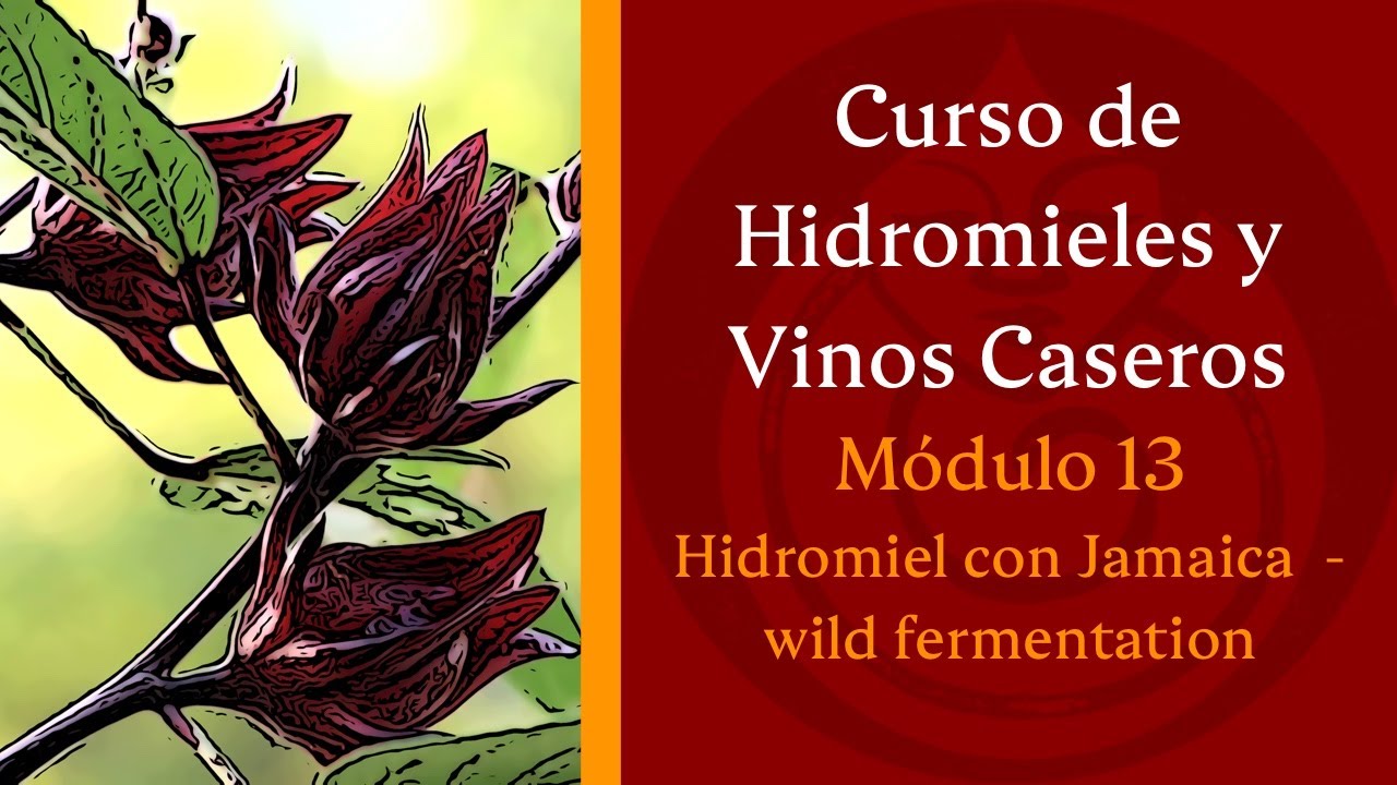 Cómo hacer HIDROMIEL de JAMAICA (wild fermentation) - MÓDULO 13