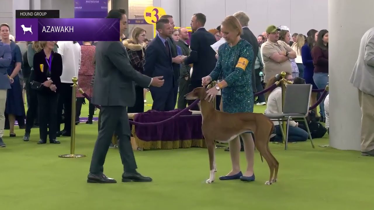 Azawakhs | Breed Judging 2025