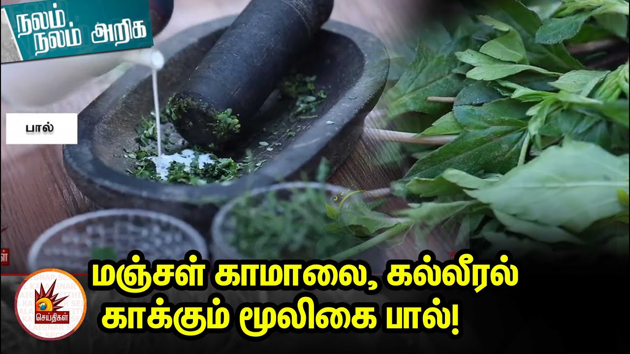 Fatty Liver, மஞ்சள் காமாலை, கல்லீரல் காக்கும் மூலிகை பால்! | Nalam Nalam Ariga