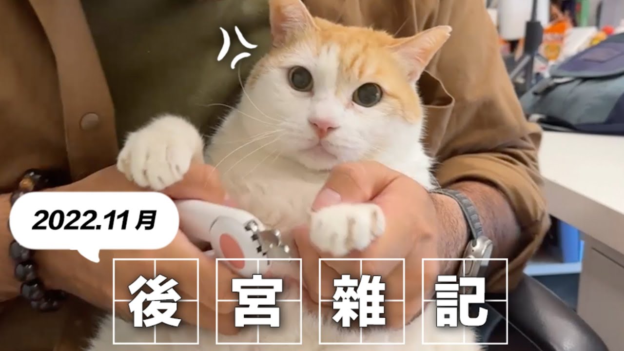 【全新系列 #後宮雜記 Ep.1 】 阿瑪成功馴服志銘了！｜2022.11月