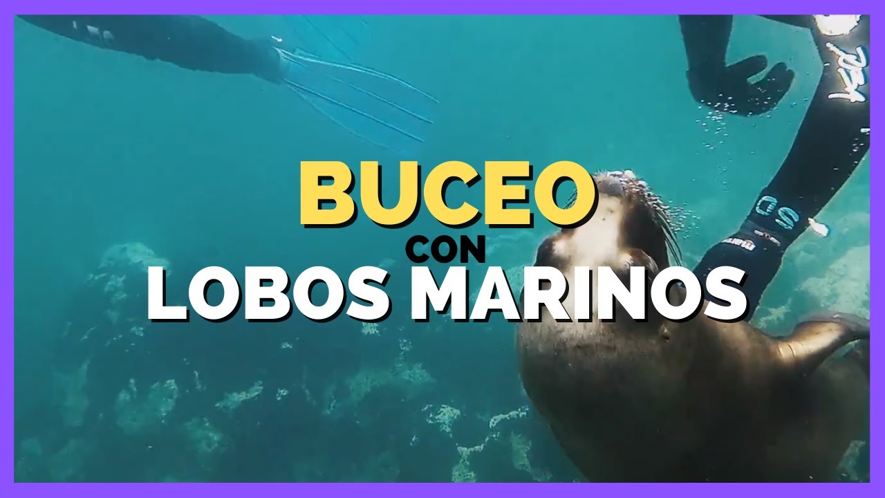 BUCEO CON LOBOS MARINOS 💦