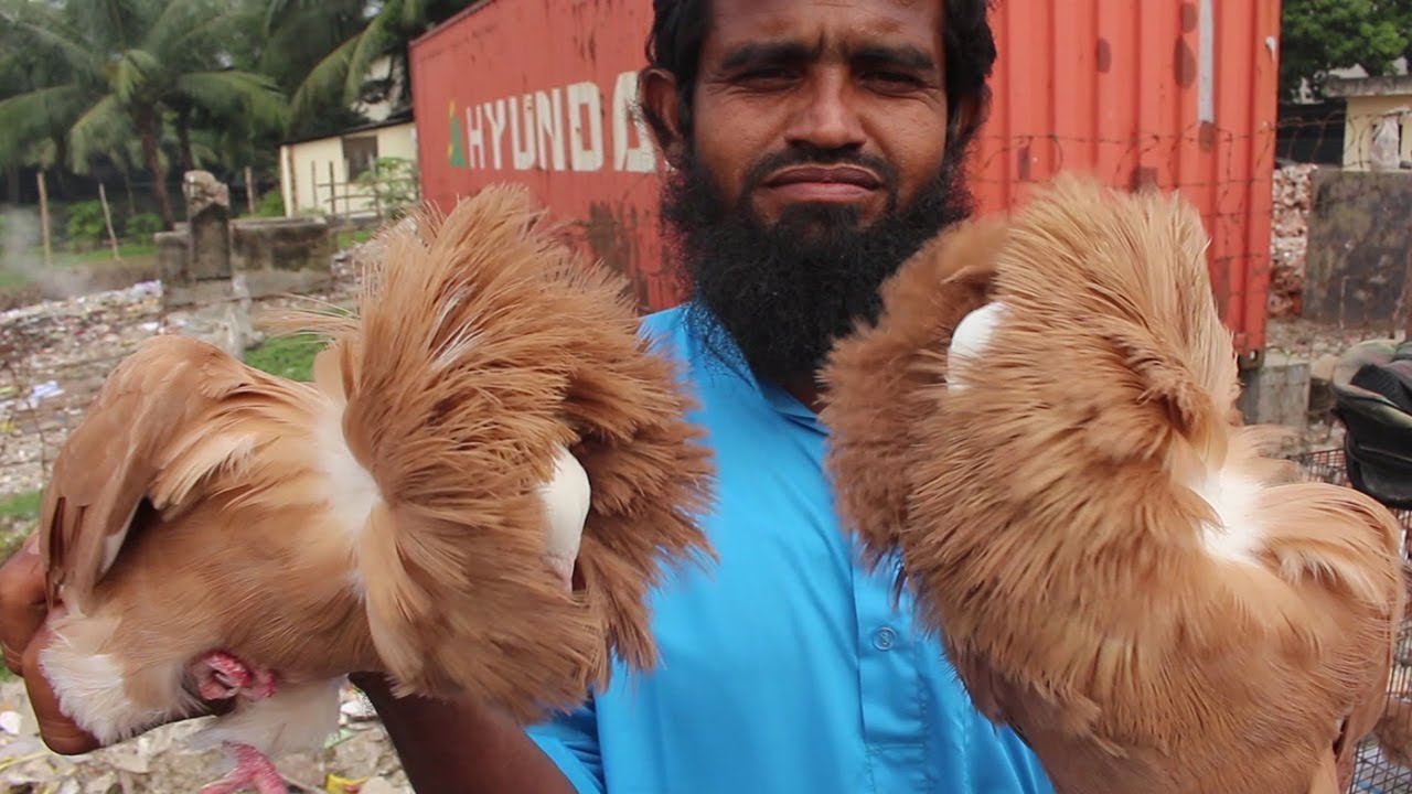 Biggest Pigeon Market In Bangladesh | Travel Bangla 24 | kabootar Price