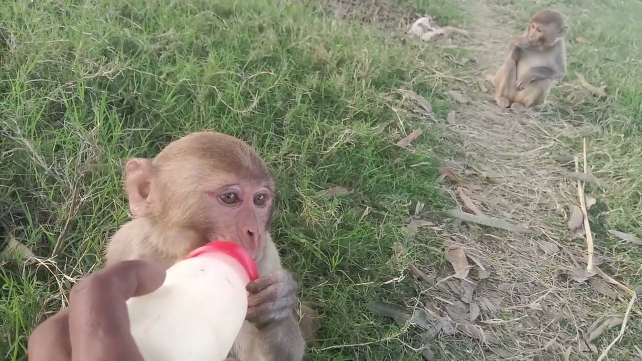 Monkey dudu pita hu ha🥰
