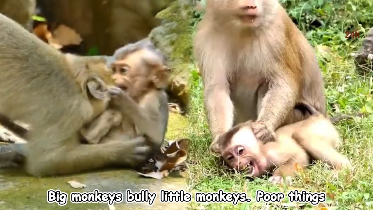The baby monkey was being bullied by the older monkeys and cried loudly out of fear.