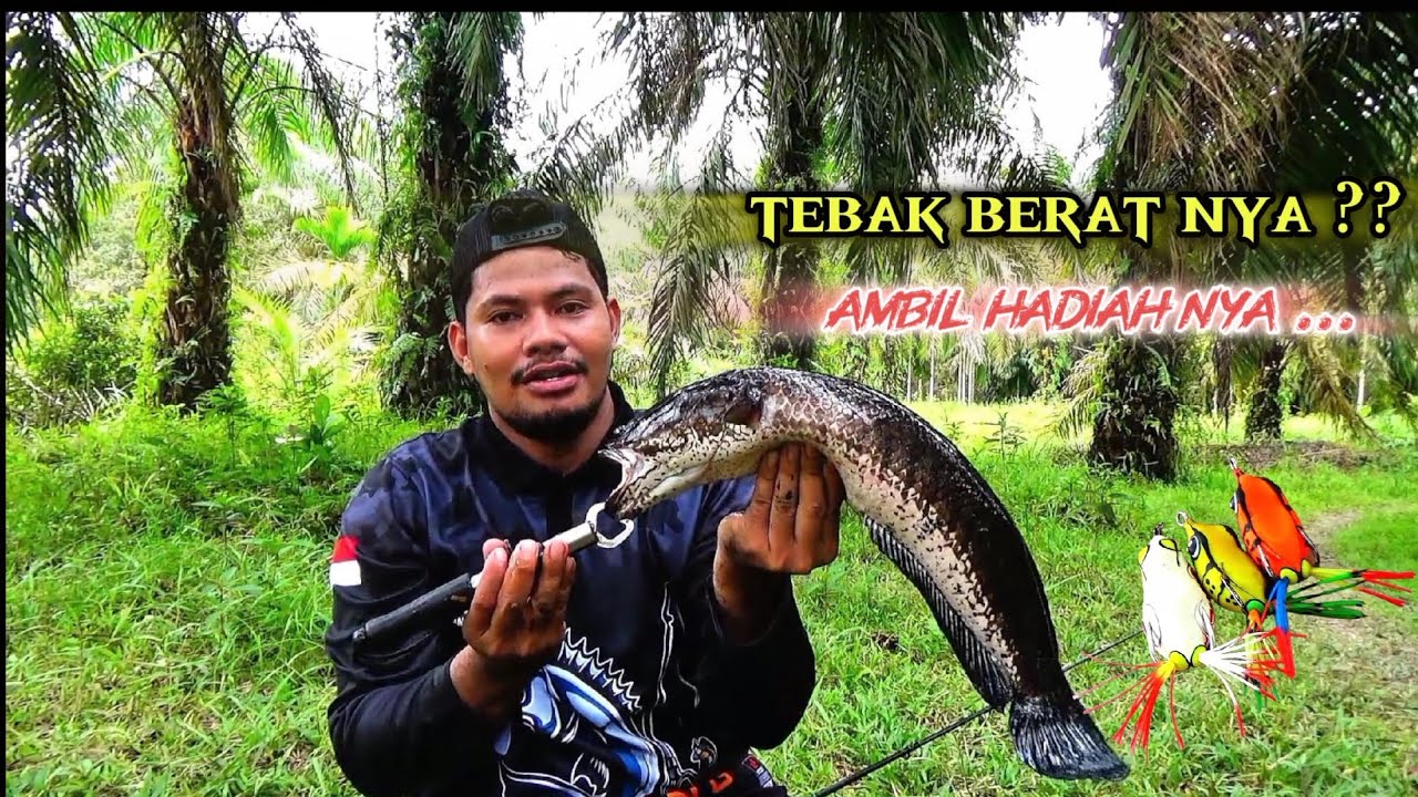 EDAN ‼️ UMPAN REKOMENDASI ANGLER 2001 LANSUNG DI SAMBAR IKAN PREDATOR || MANCING IKAN GABUS BESAR