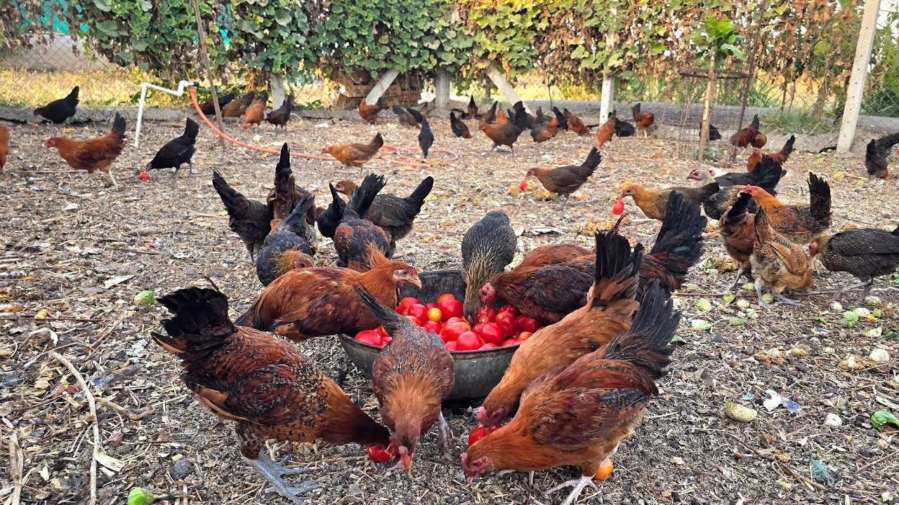 Desi Poultry Low cost Feeding